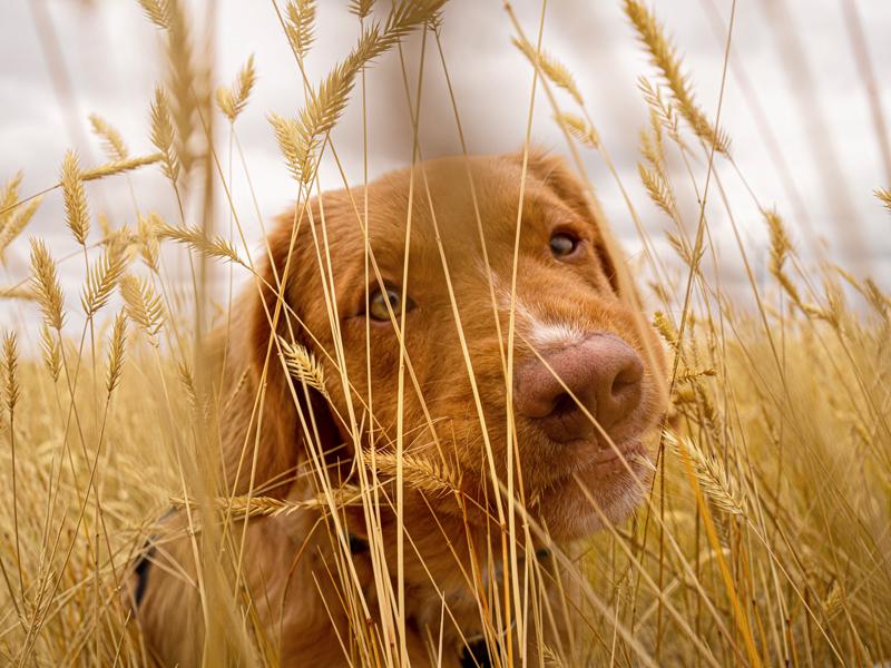 Cane in un prato con l'erba alta